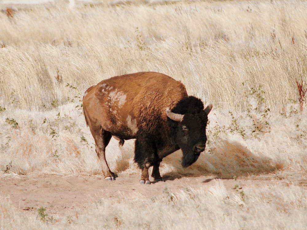 Bison In Field