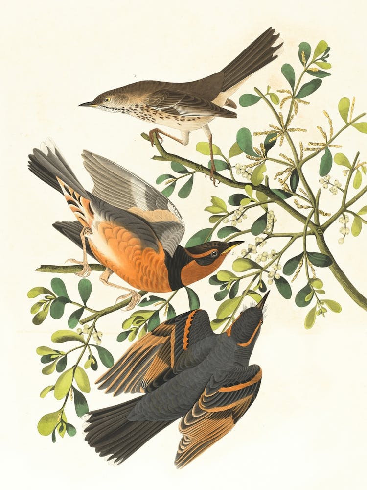 Vintage Retro Birds Illustration