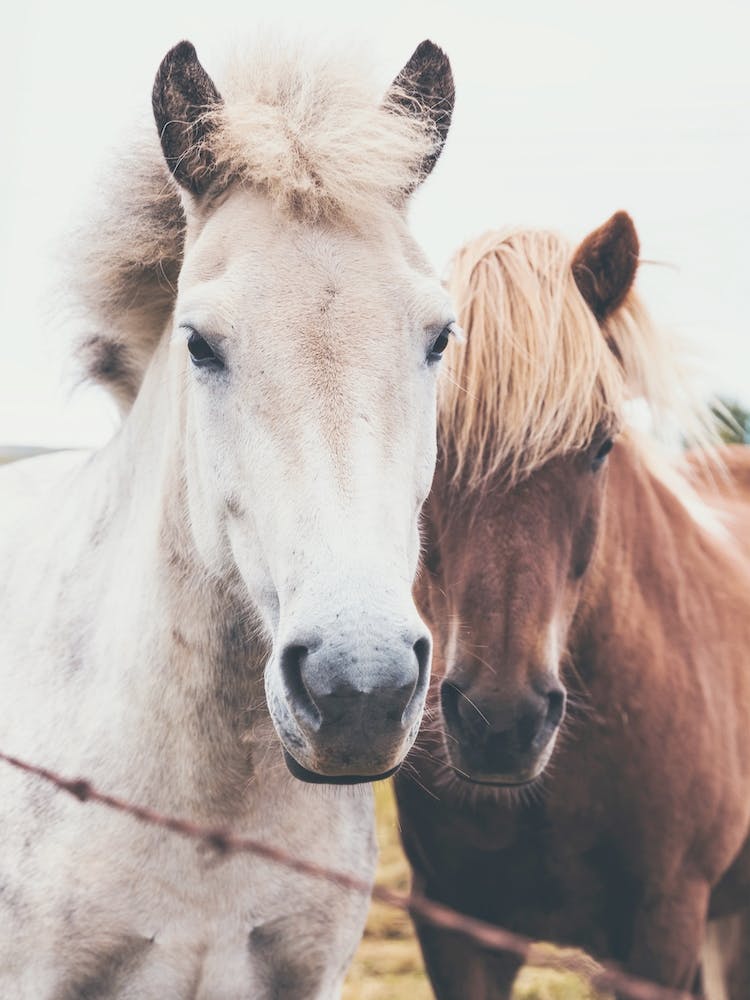 Horse Friends