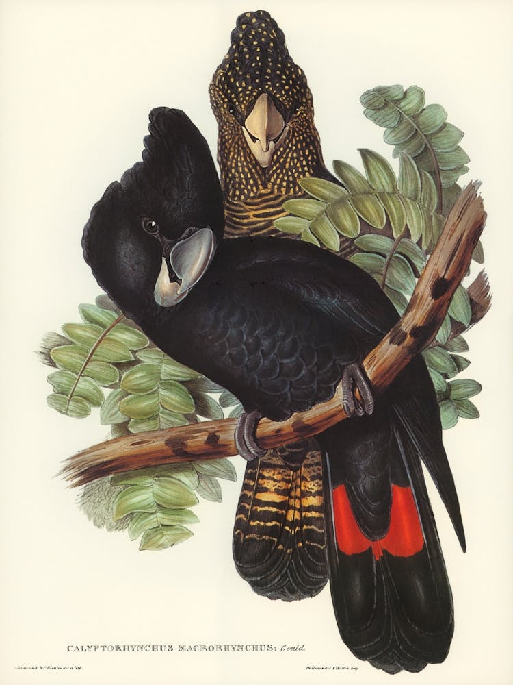 Cockatoo And Parrot