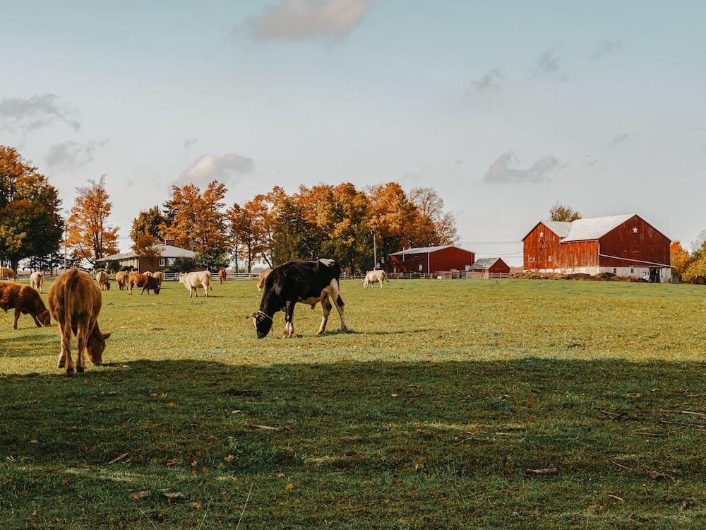 Cows In Farm Pasture