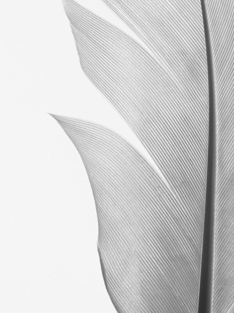 Weiße Feder_2191107