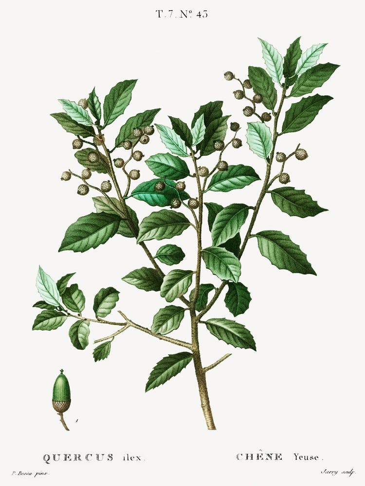 Evergreen Oak, Pierre Joseph Redoute (2)