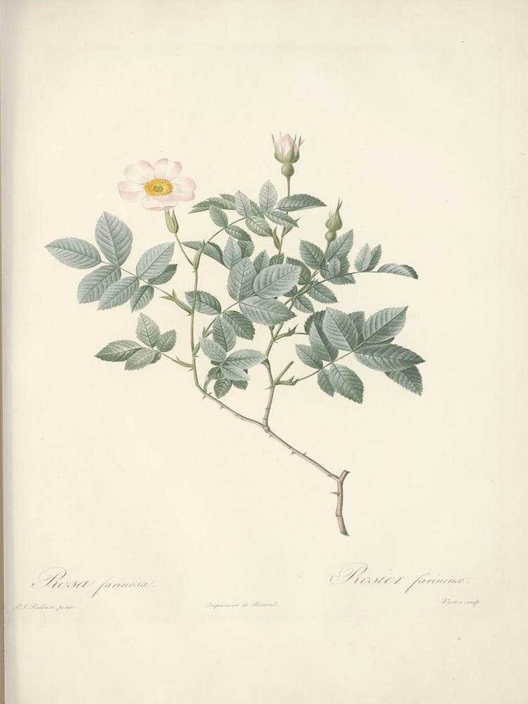 Rose Illustration, Pierre Joseph Redoute, Pierre Joseph Redoute (120)