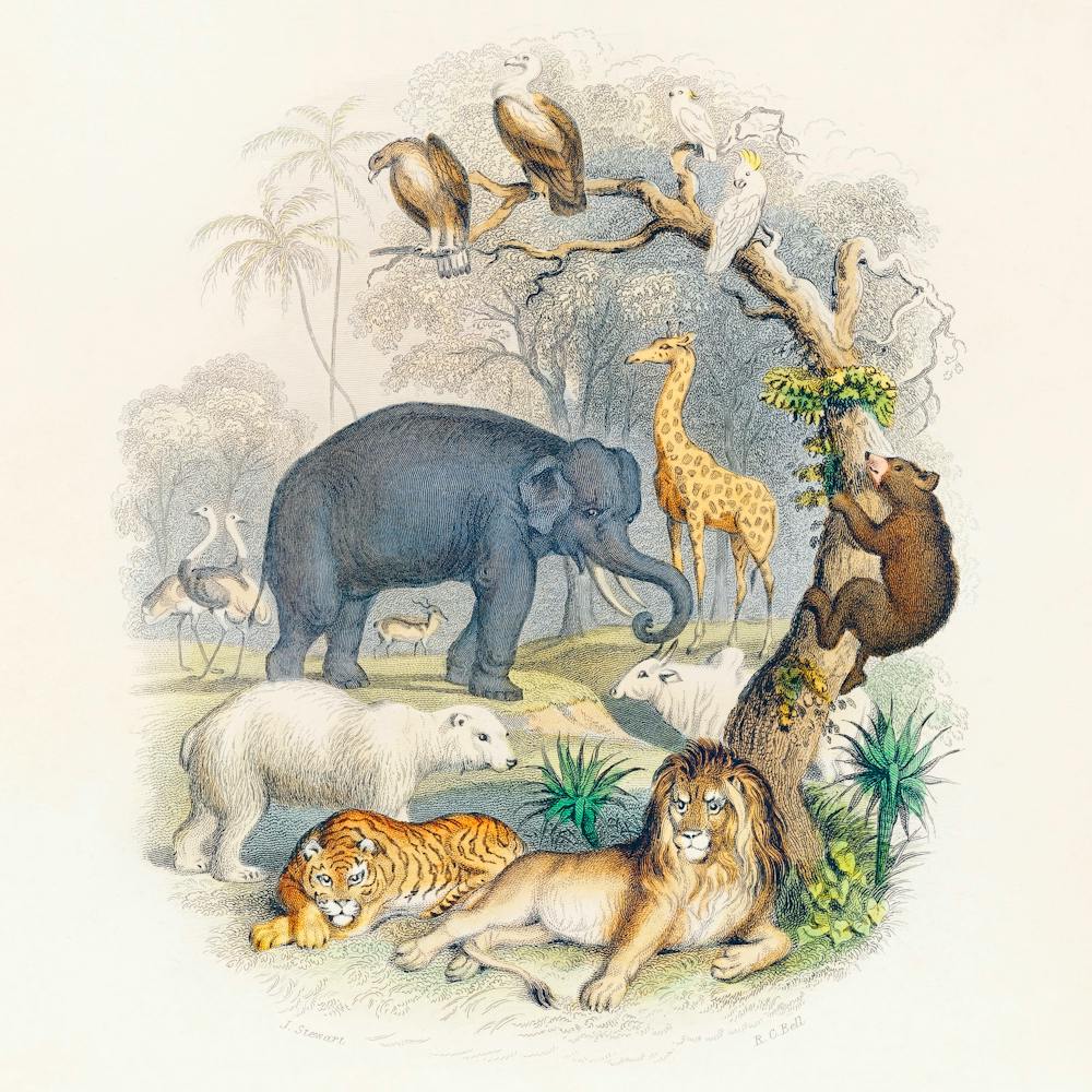 Cover Of A History Of The Earth And Animated Nature (1820), Oliver Goldsmith