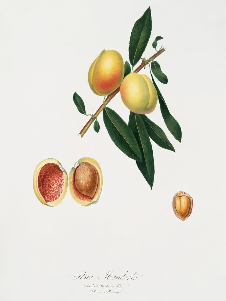 Peach (Persica Amygdalus) From Pomona Italiana (1817 1839), Giorgio Gallesio