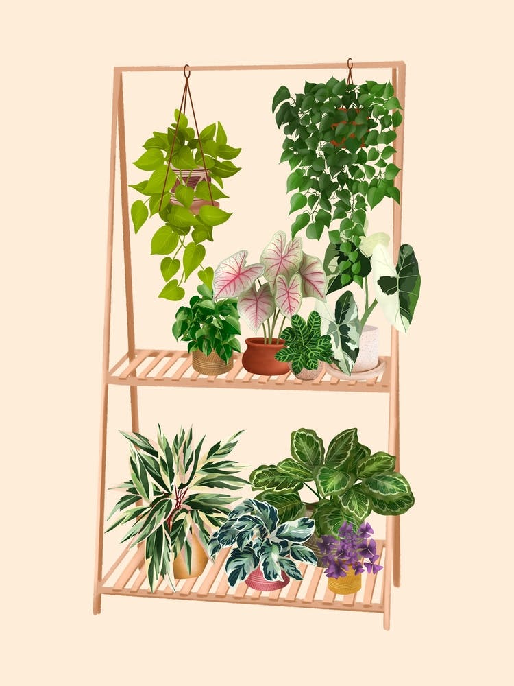 Plant Shelf 10