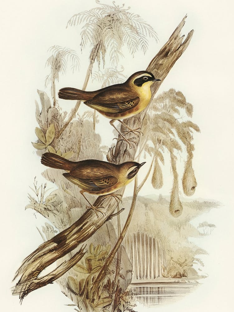 Two Birds Perched On A Branch by Elizabeth Gould 1