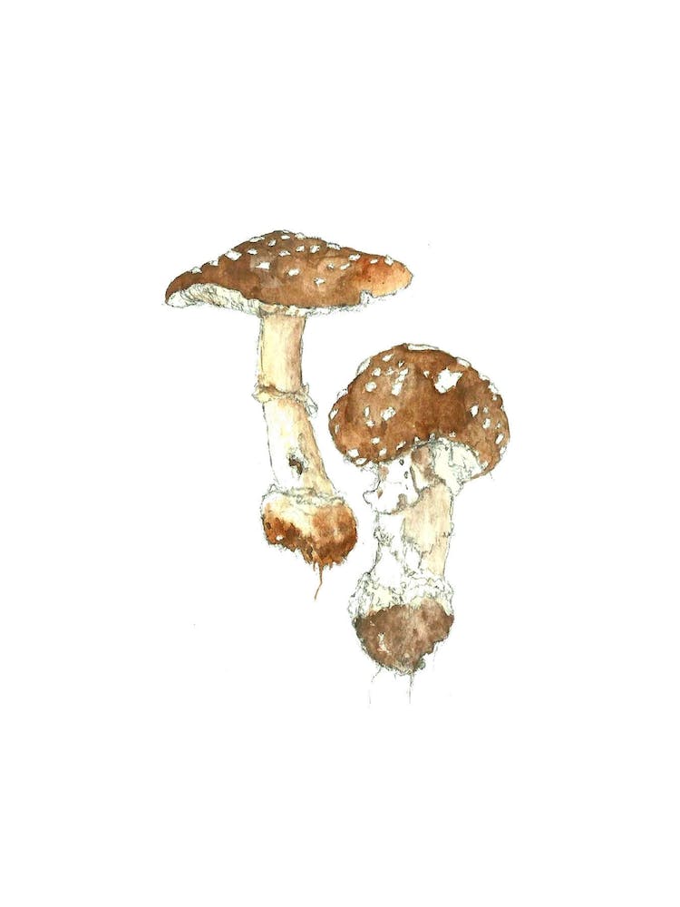 Toadstool Miniature
