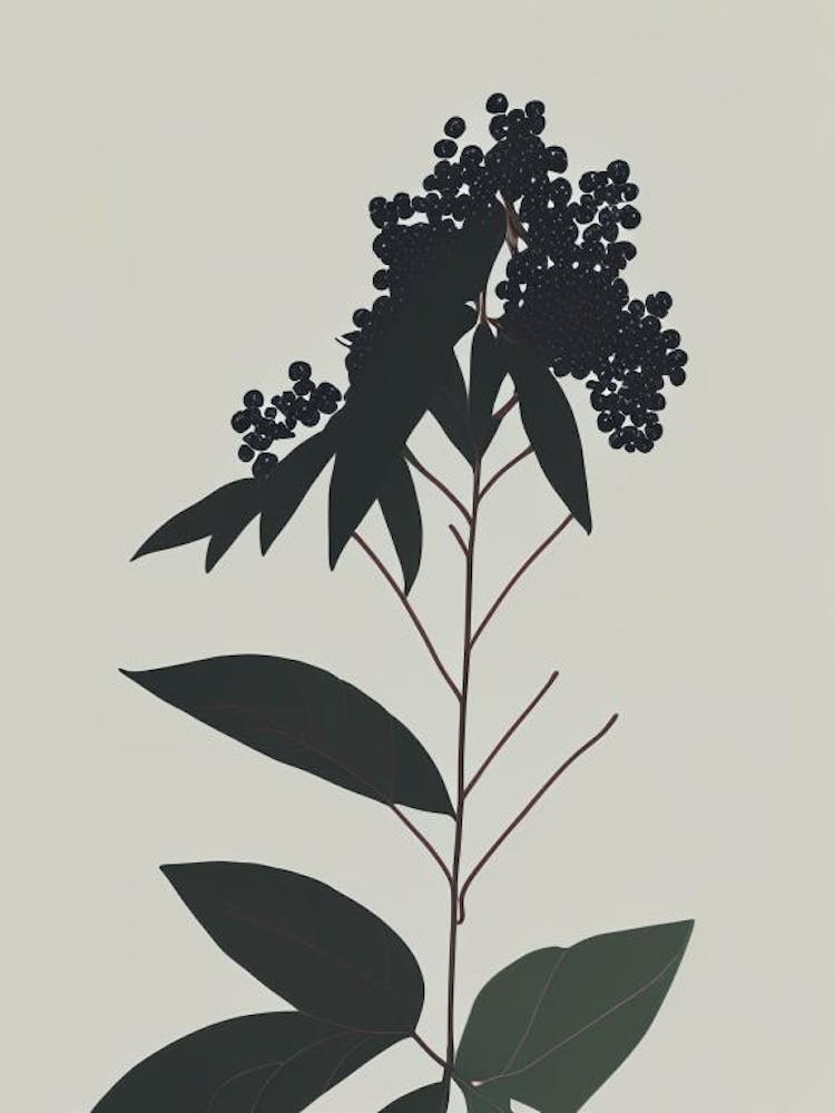 Elderberry Herb Simplicity 2