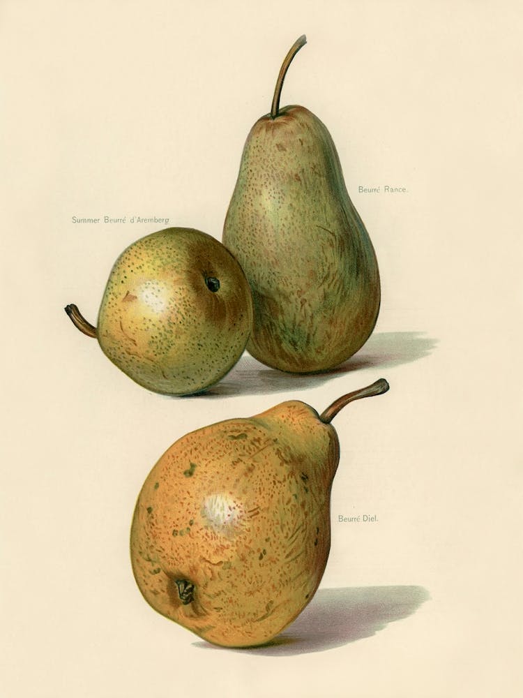 Vintage Illustration Of Beurre Dance, Beurre Diel, Summer Beurre D Aremberg Pears, John Wright