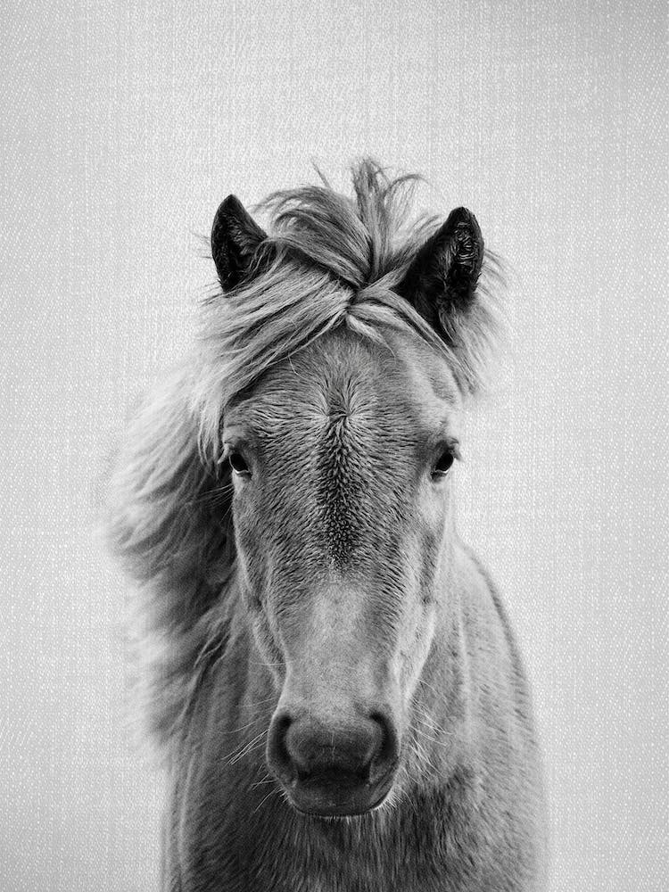 Horse - Black & White