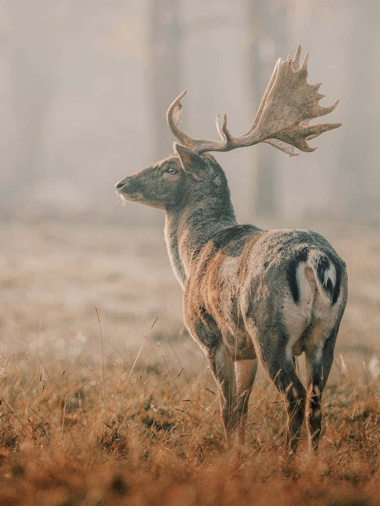 Misty Forest Deer