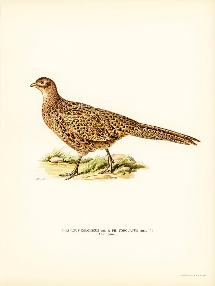 Pheasant (Phasianus Colchicus), The Von Wright Brothers