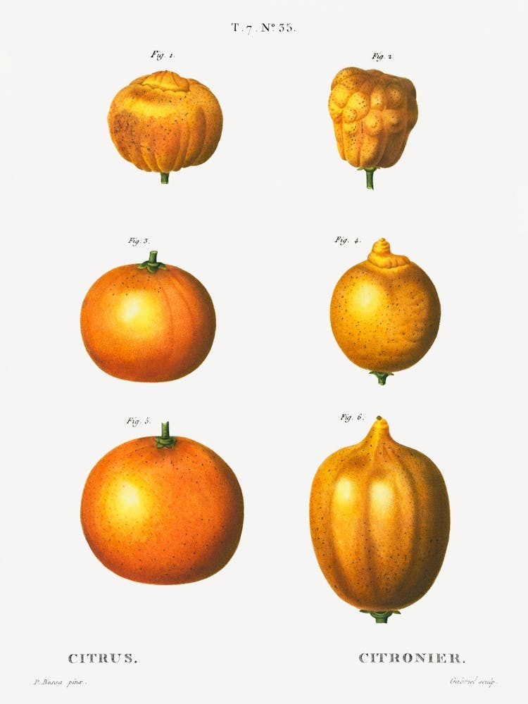 6 Types Of Oranges, Pierre Joseph Redoute