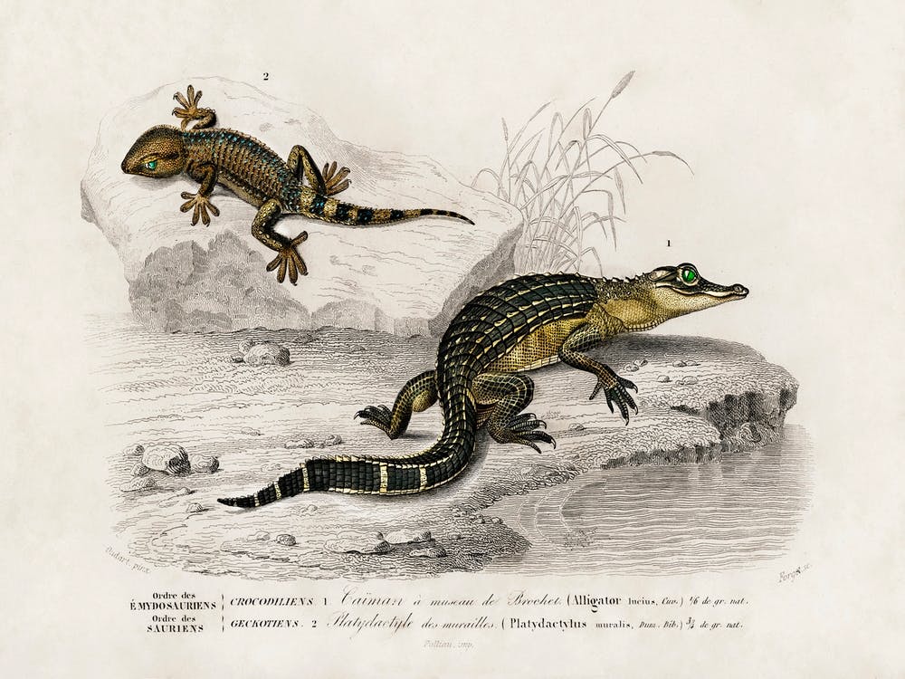 Alligator And Lilford Swall Lizard, Charles Dessalines D'Orbigny