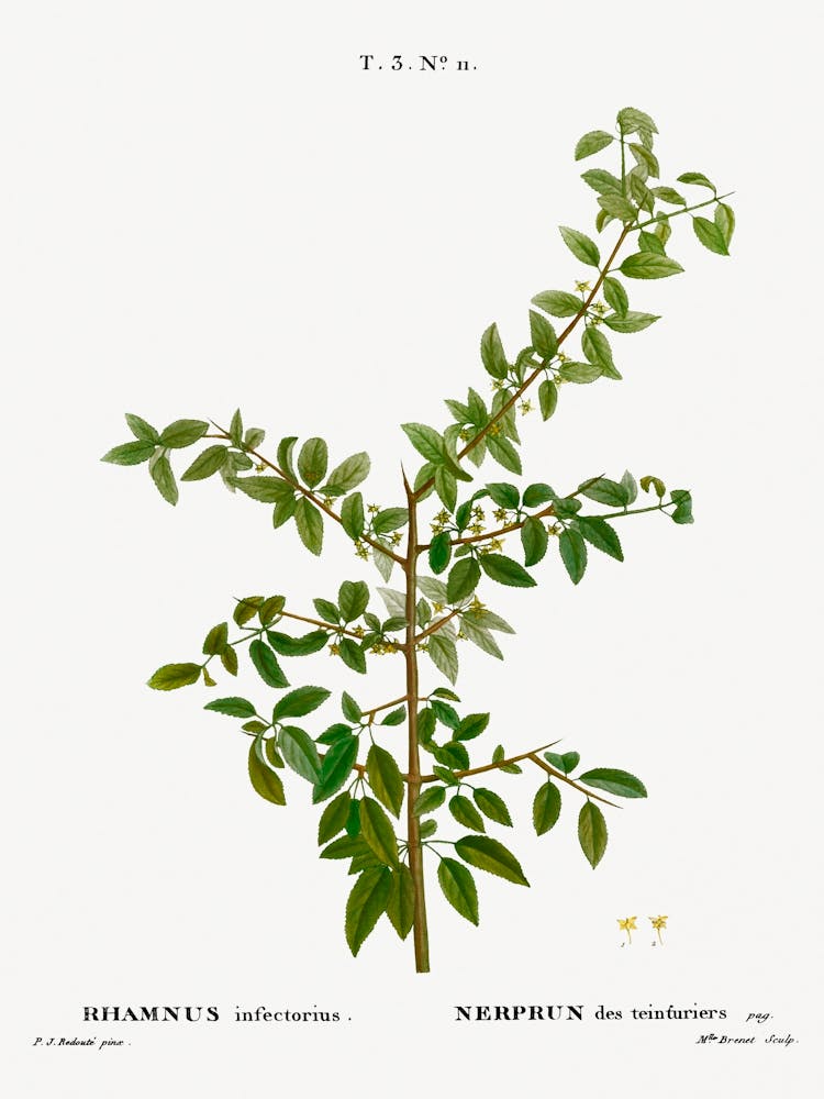 Rock Buckthorn, Pierre Joseph Redoute