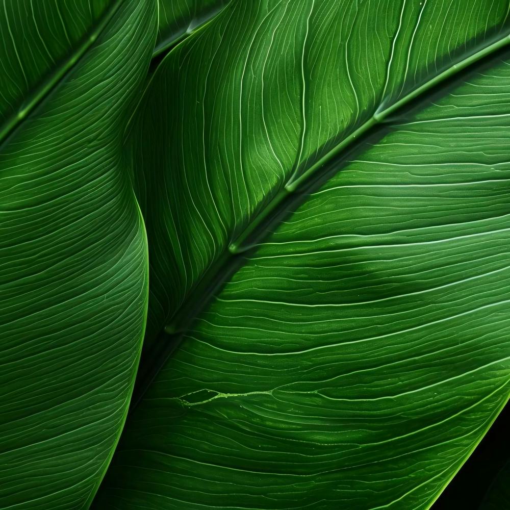 Kwy Close Up Photography Of The Texture Of A Lush Tropical Leaf F815a191 9c80 4564 942a 531e344ea40f 4