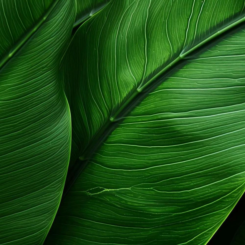 Kwy Close Up Photography Of The Texture Of A Lush Tropical Leaf F815a191 9c80 4564 942a 531e344ea40f 4