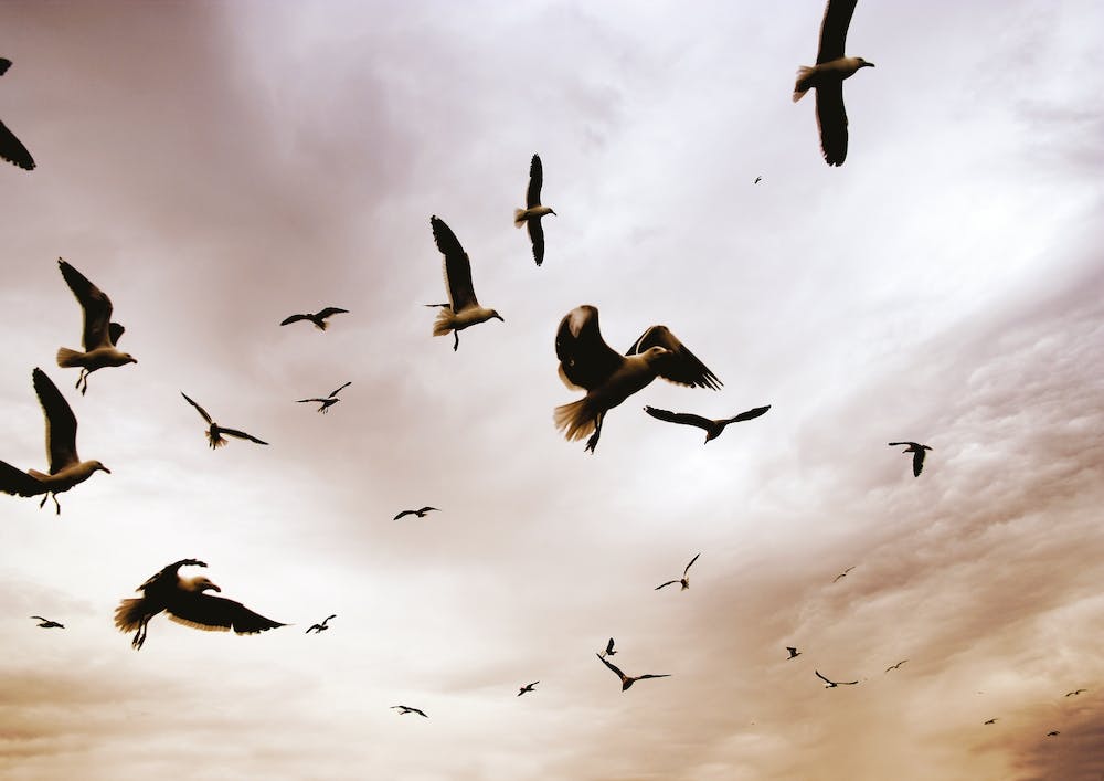 Flight And Freedom 02