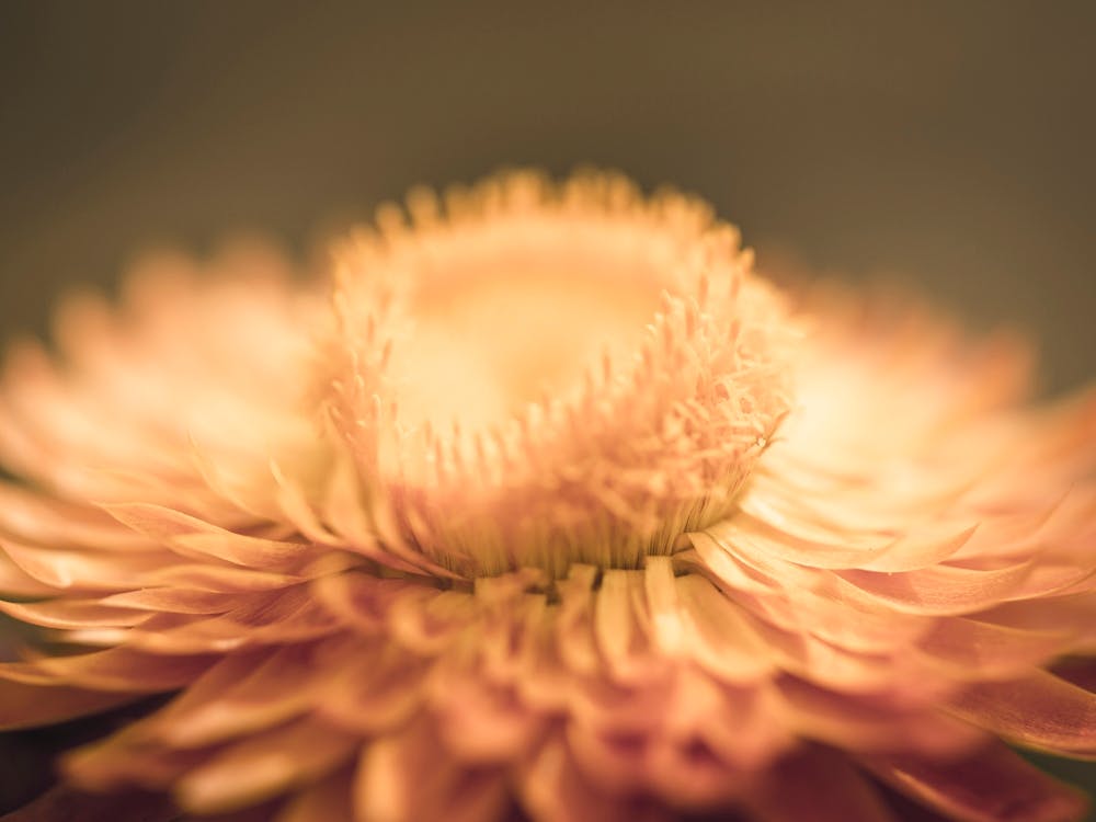 Chrysanthemum