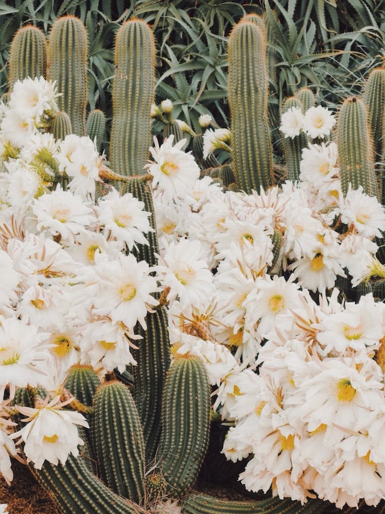 White Cactus Flowers