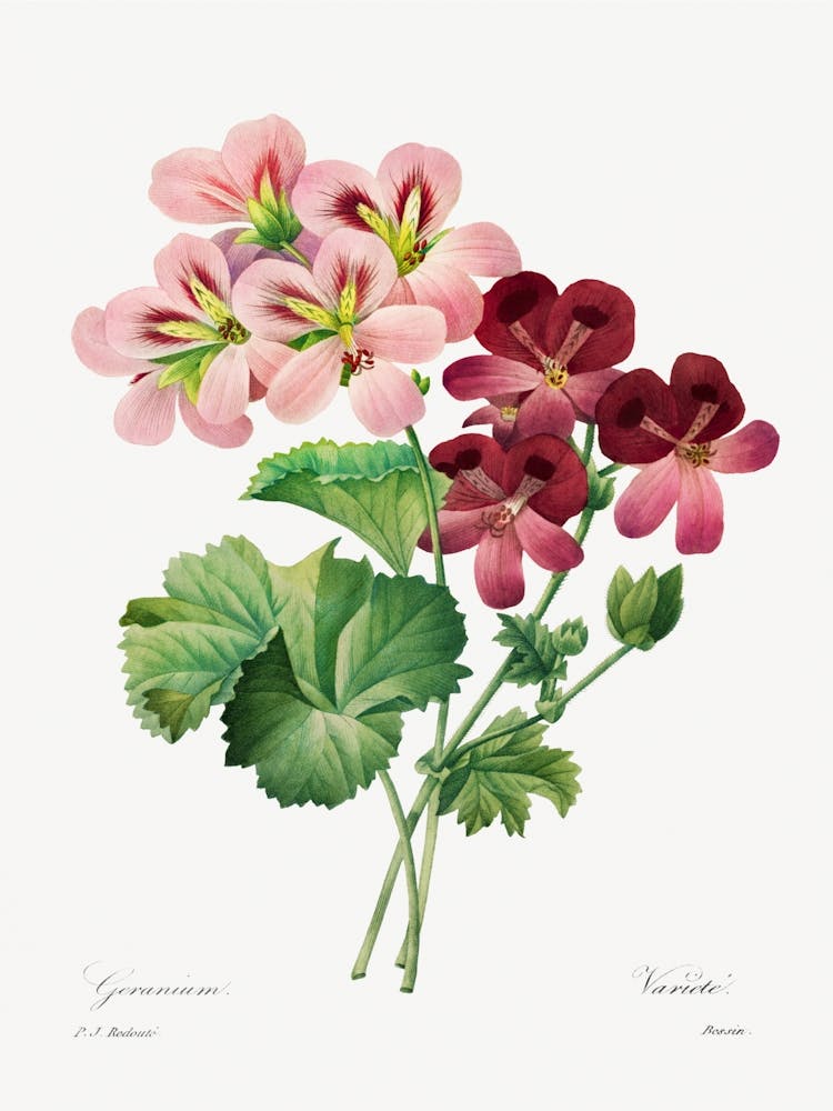 Geranium, Pierre Joseph Redouté