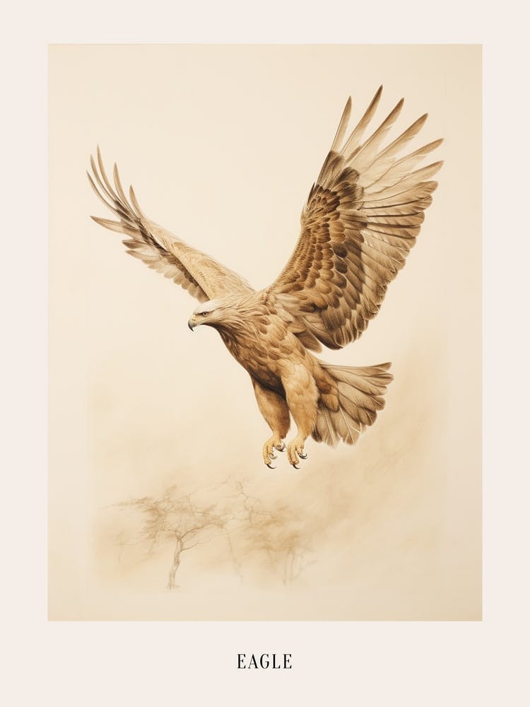 Vintage Bird Drawing Eagle 2 Poster
