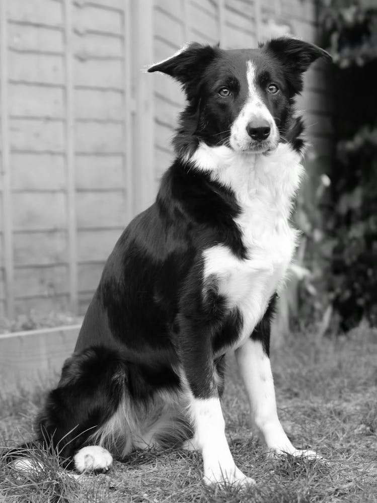 That Border Collie look
