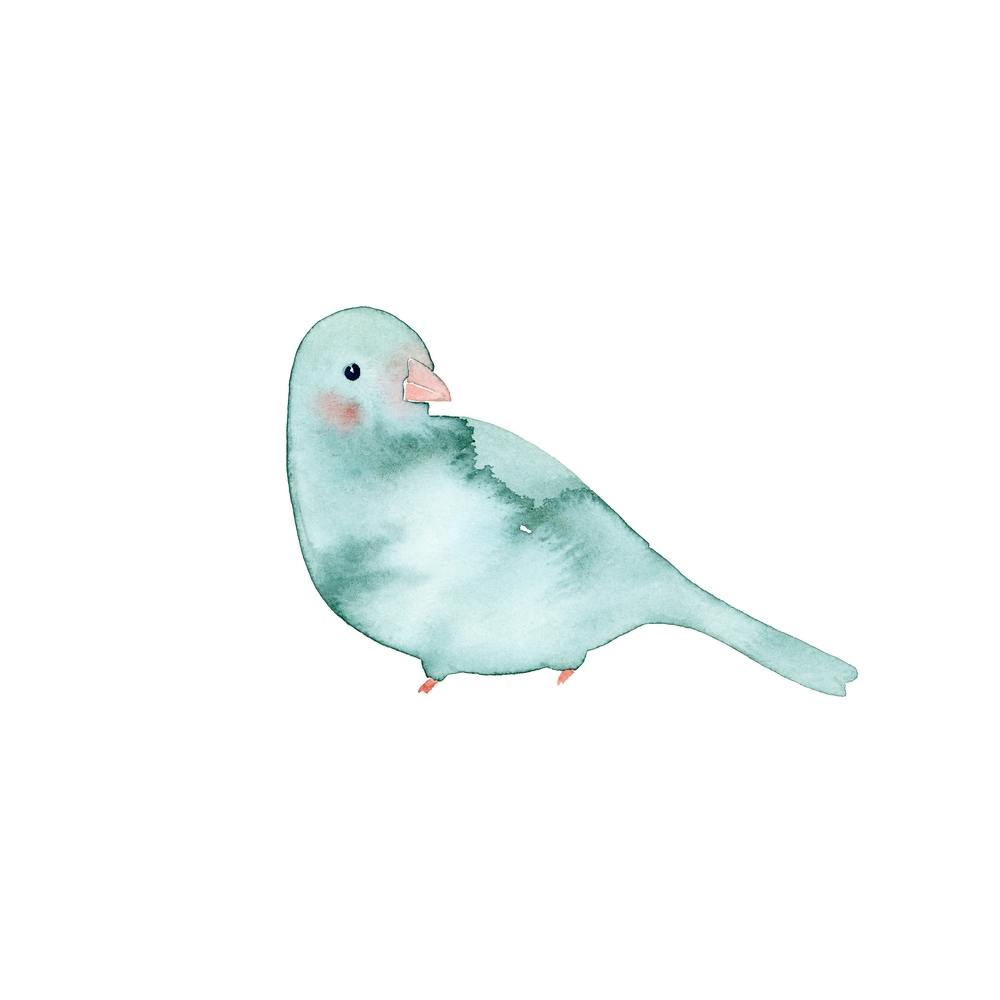 Blushing Bird Teal  Square