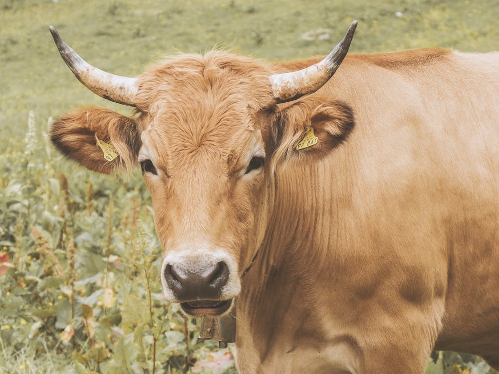Brown Cow Scenery