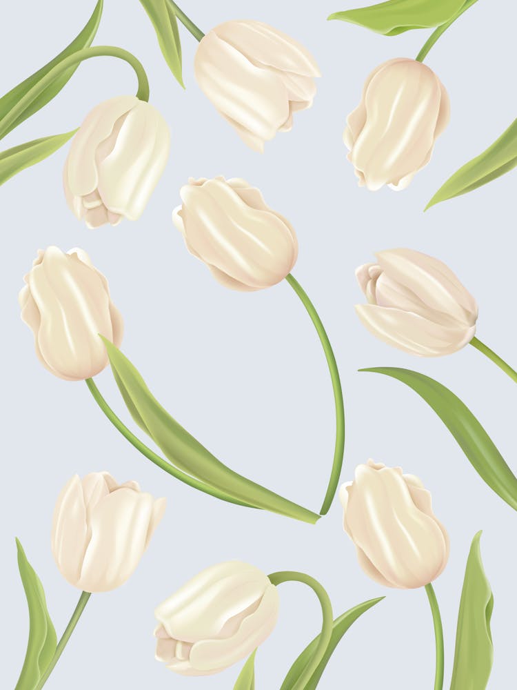 Weiße Tulpen