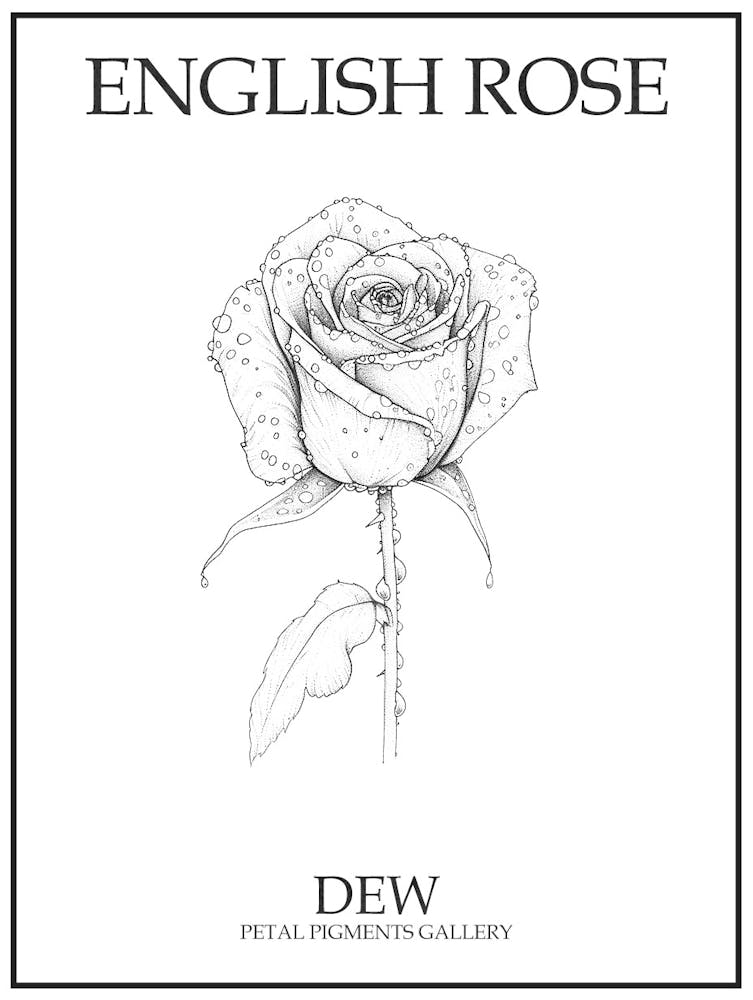 English Rose Dew Line Drawing 1 Poster