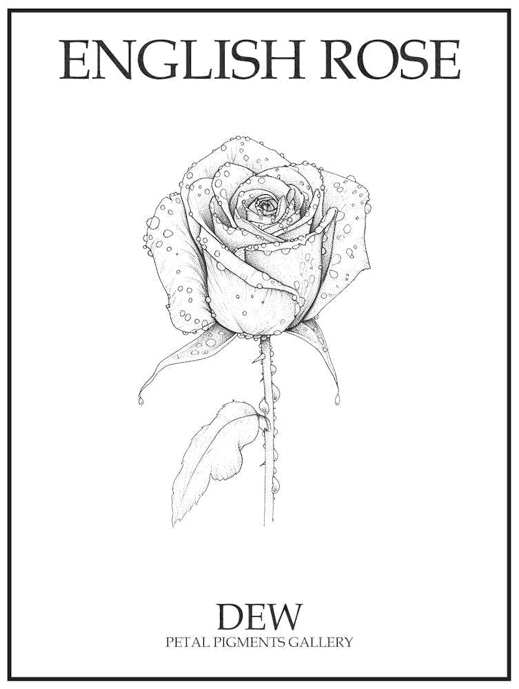 English Rose Dew Line Drawing 1 Poster