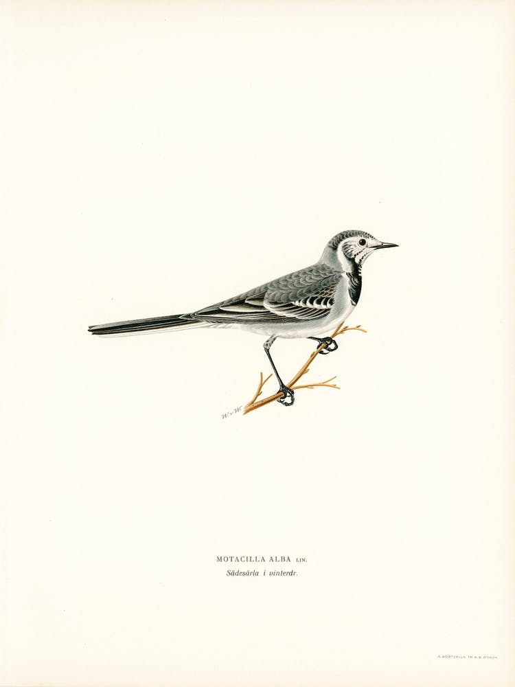 Pied Wagtail, The Von Wright Brothers