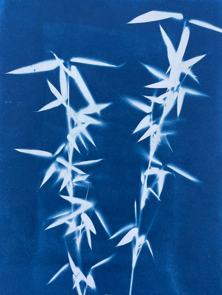 Blue Cyanotype Bamboo Print