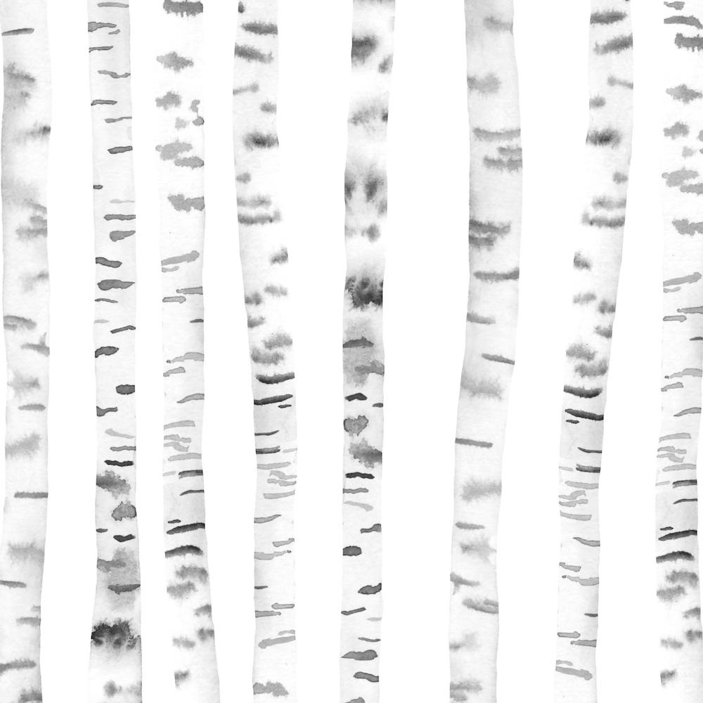 Birch Trees Square