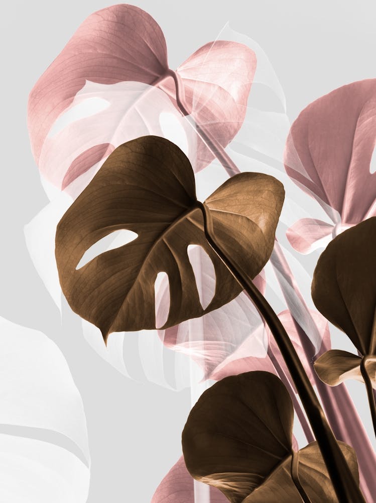 Pink And Brown Monstera_2058435