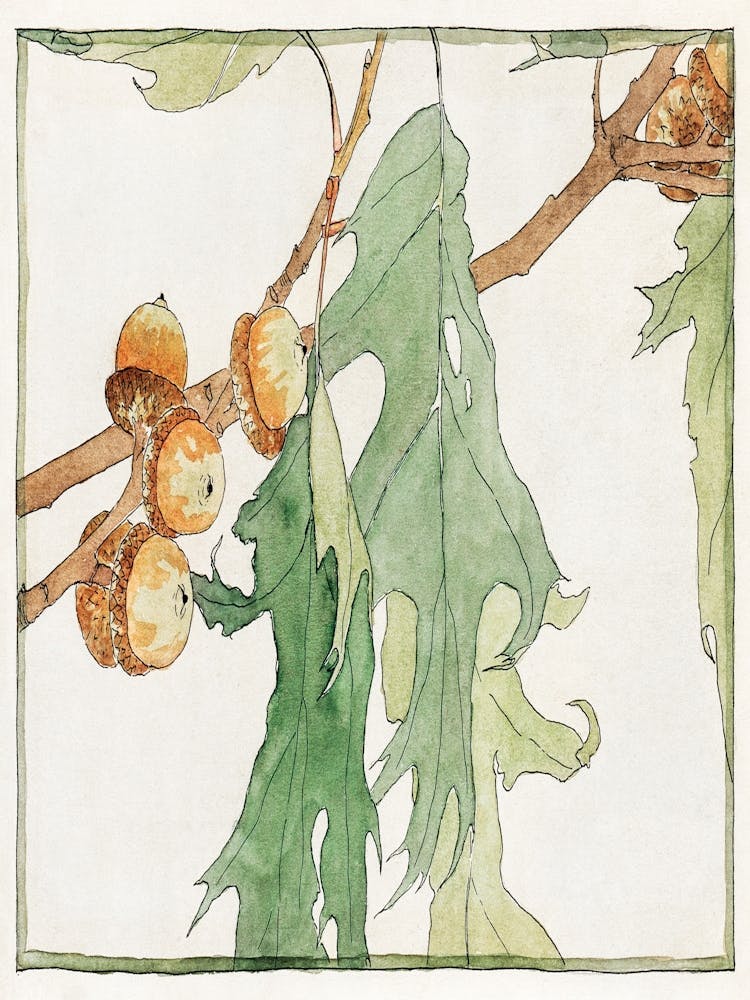 Acorns On A Branch