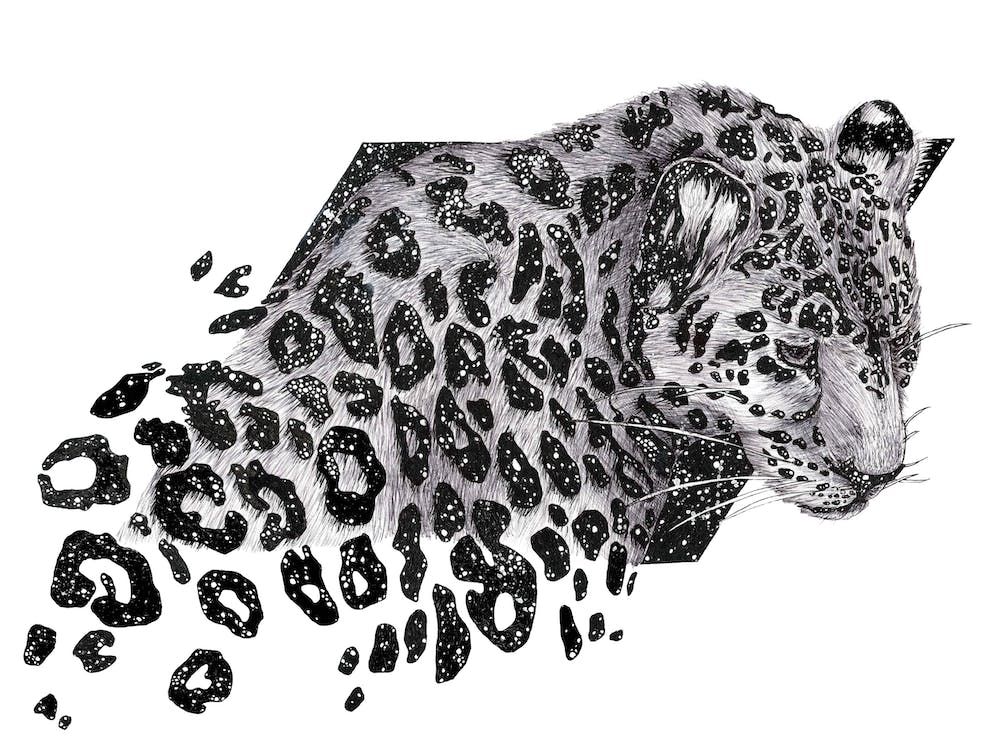 Cosmic Leopard
