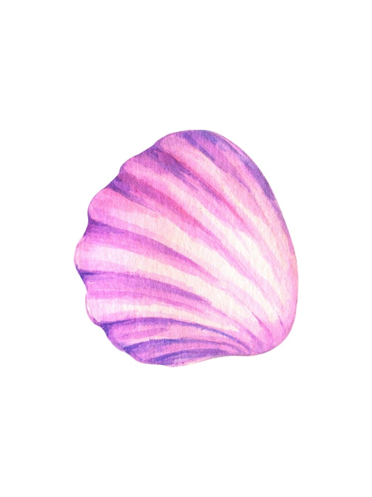 Pink Seashell