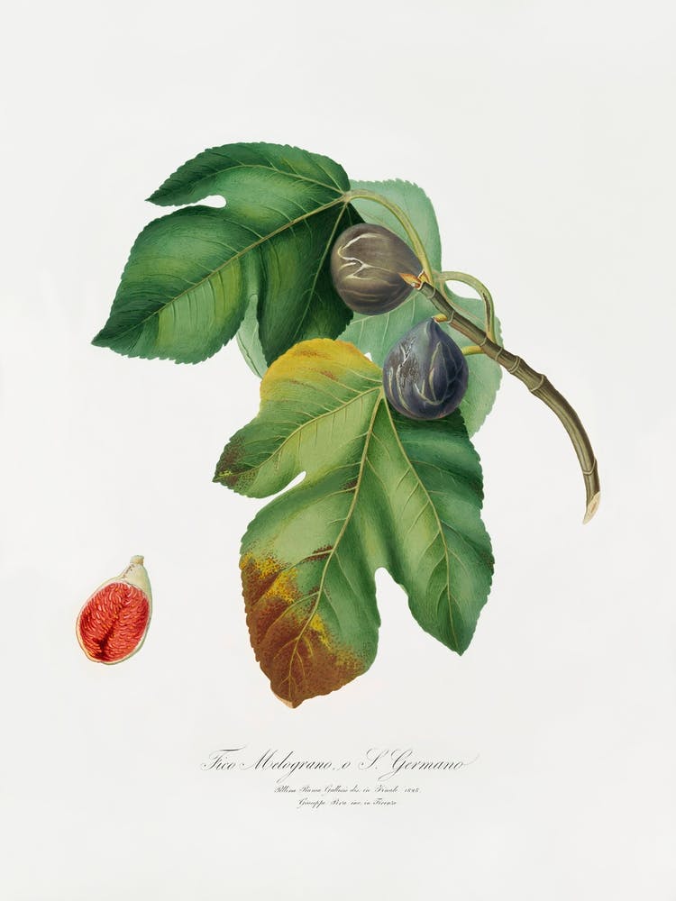 Fig (Ficus Carica Sativa) From Pomona Italiana (1817 - 1839), Giorgio Gallesio 1