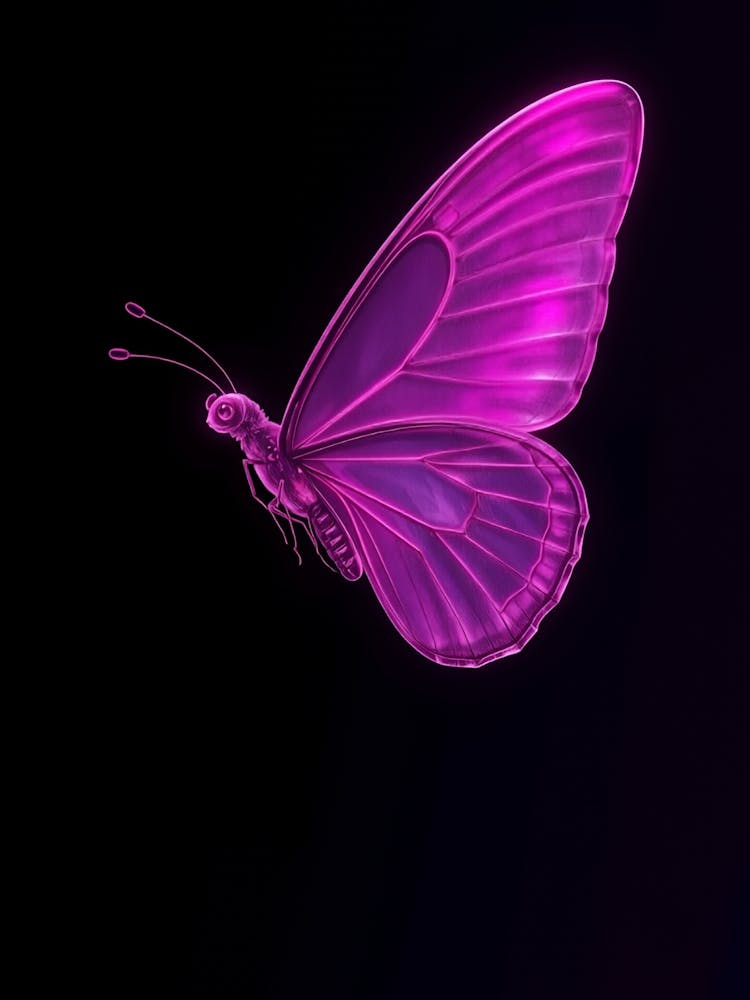 Butterfly 1