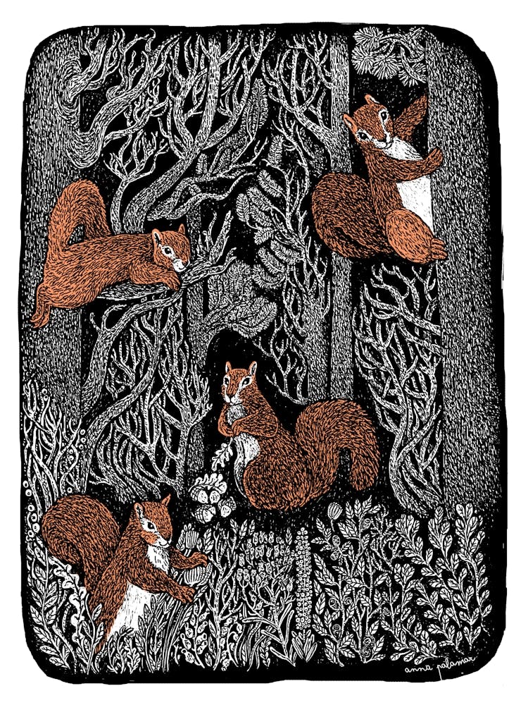 Squirrels In The Woods