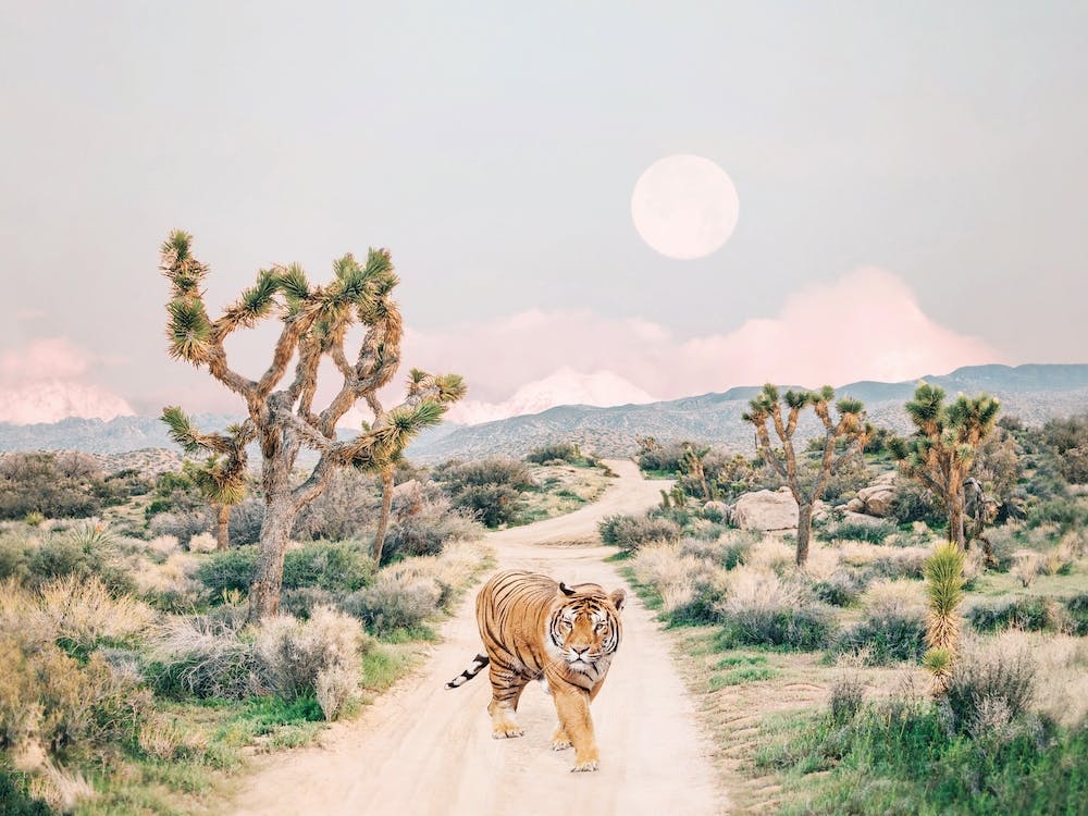 Wandering Tiger