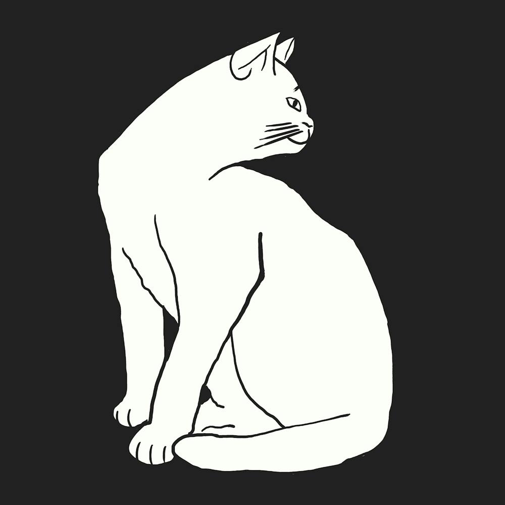 Weiße Katze auf Schwarz