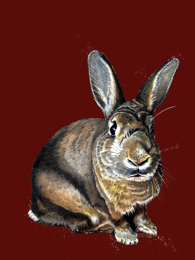 Meg The Bunny On Red Oxide