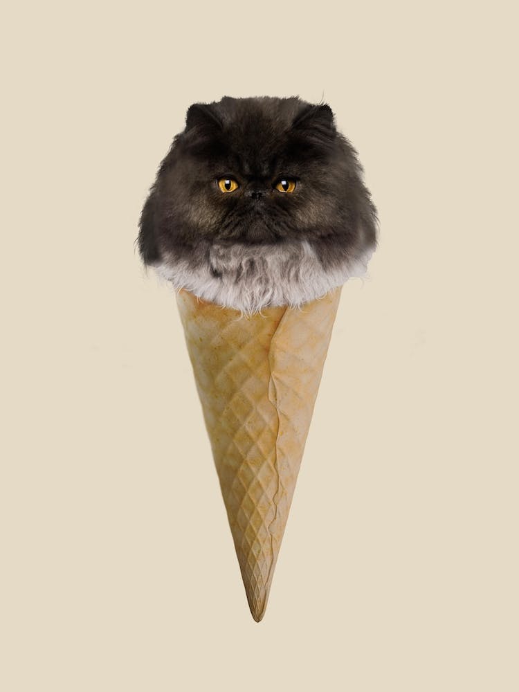 Kitty Ice #2