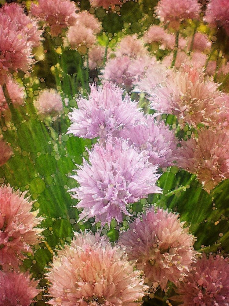 Chives