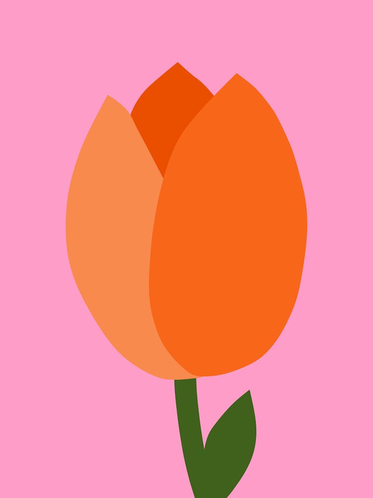 Tulpe Pink Und Orange